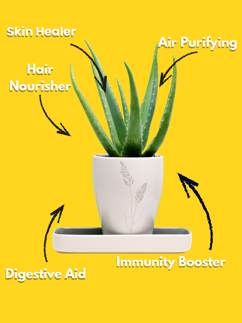 Aloe Vera - Aloe Barbadensis Miller (With Nursery Pot) - Image 3