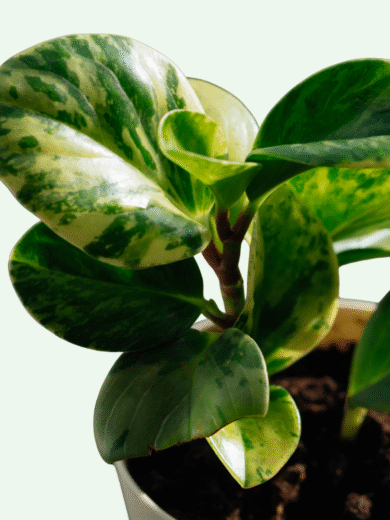 Peperomia Obtusifolia Variegata