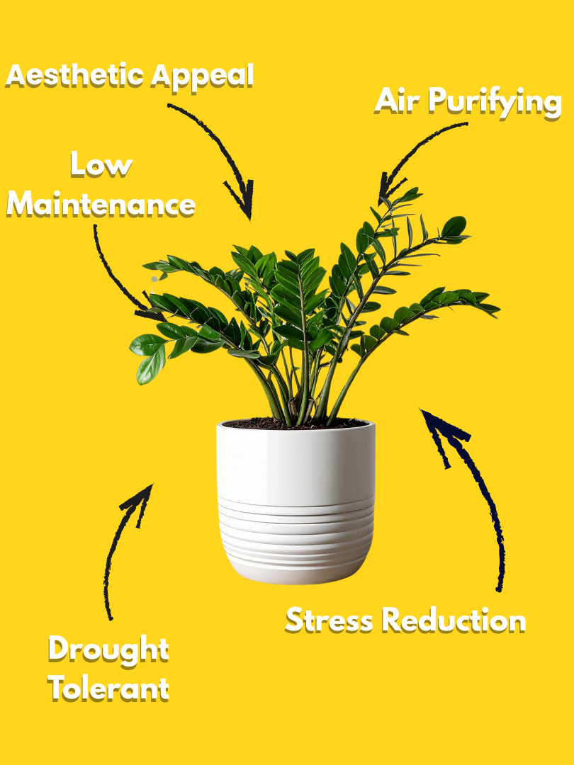 ZZ Plant - Zamioculcas zamiifolia (With Nursery Pot) - Image 3