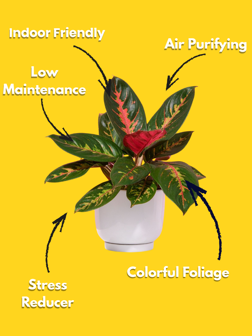 Chinese Evergreen - Aglaonema Pink Beauty (With Nursery Pot) - Image 3