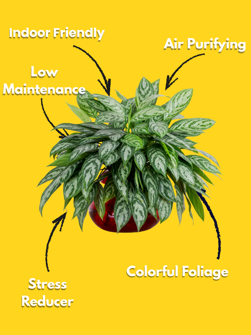 Aglaonema (Marun Beauty)