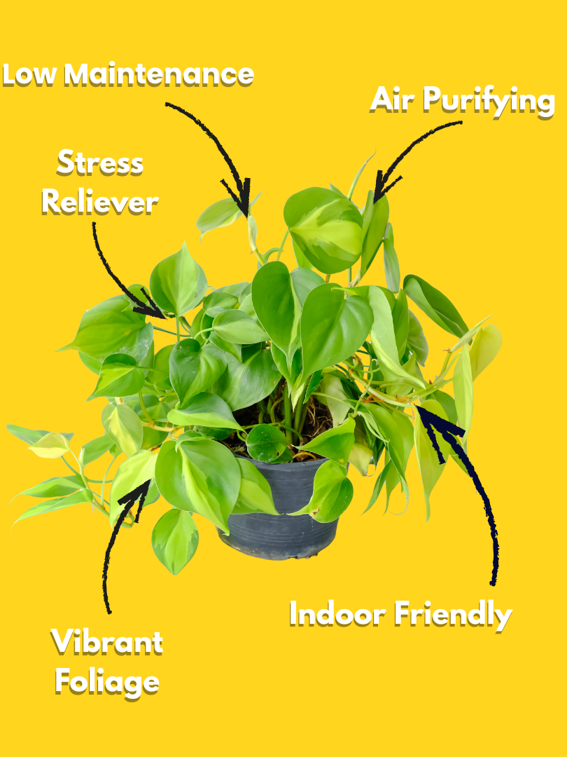 Philodendron Brasil - Philodendron hederaceum ‘Brasil’ (With Nursery Pot) - Image 3