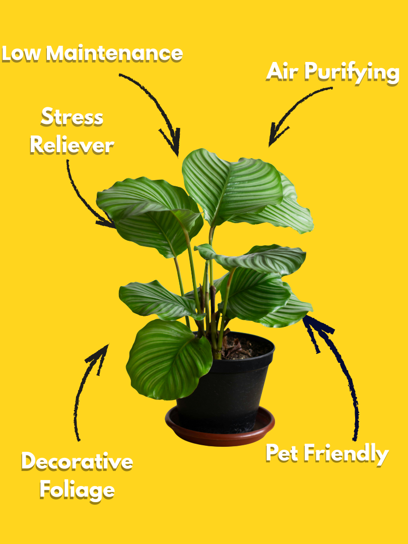 Calathea Orbifolia - Calathea orbifolia (With Nursery Pot) - Image 3