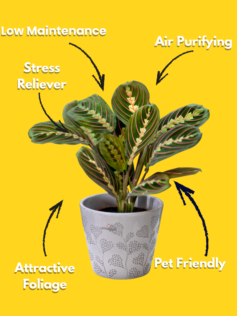 Maranta (Prayer Plant) - Maranta leuconeura (With Nursery Pot) - Image 3