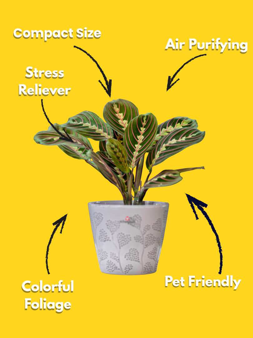 Nerve Plant - Fittonia albivenis (With Nursery Pot) - Image 3