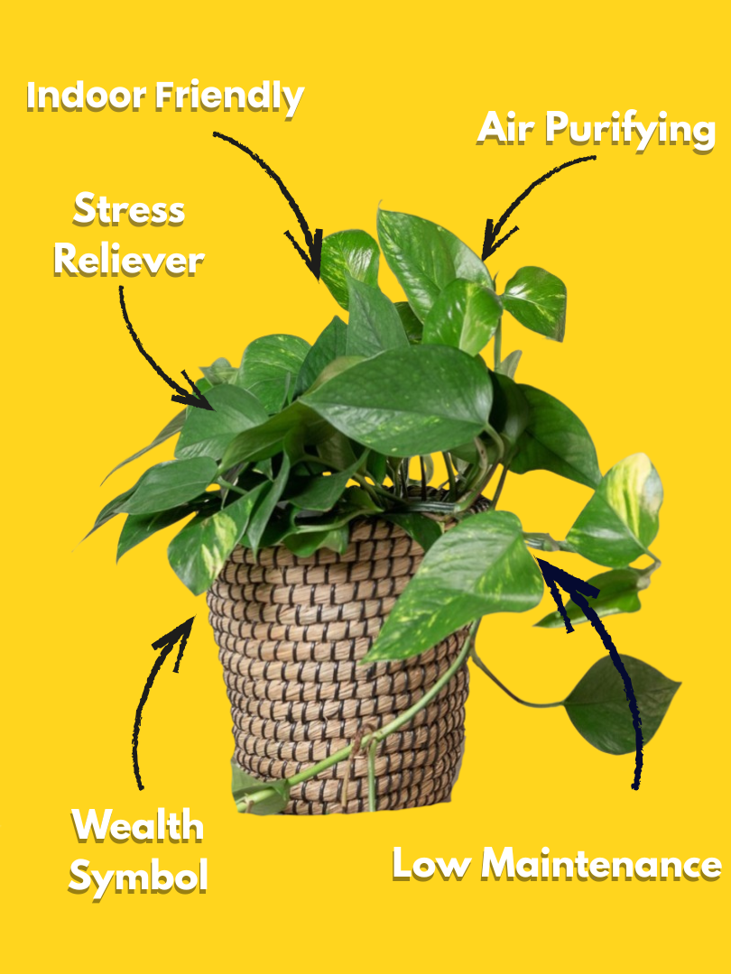 Money Plant - Scindapsus Aureus (With Nursery Pot) - Image 3