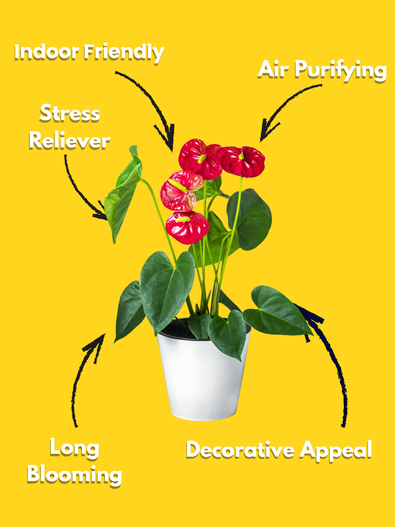 Flamingo Flower - Anthurium andraeanum