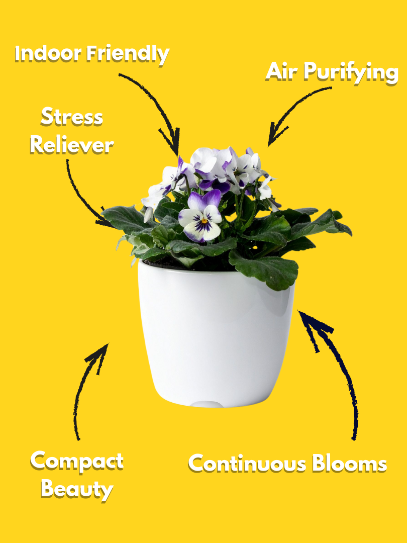 African Violet – Saintpaulia ionantha