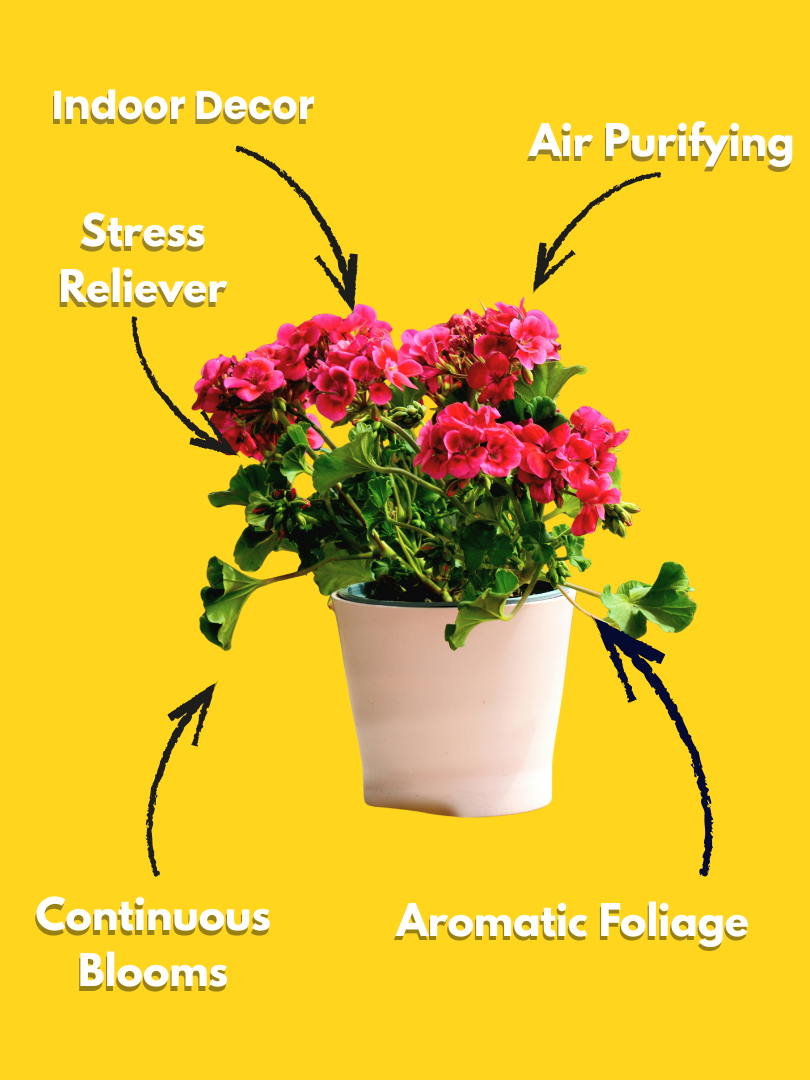 Geranium - Pelargonium spp. (With Nursery Pot) - Image 3