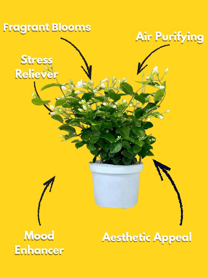 Mogra Plant - Jasminum sambac (With Nursery Pot) - Image 3