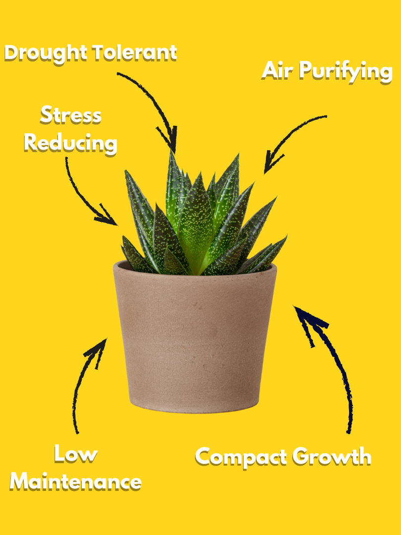 Gasteria (succulent) - Gasteria spp. (With Nursery Pot) - Image 3