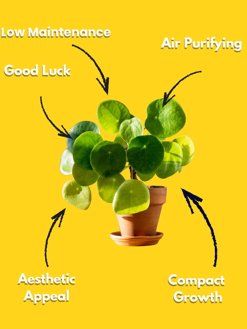 Chinese Money Plant - Pilea peperomioides (With Nursery Pot) - Image 2