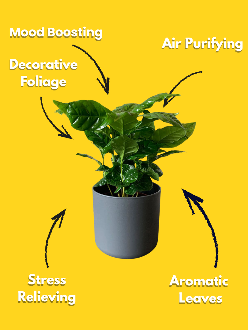 Coffee Plant - Coffea arabica (With Nursery Pot) - Image 3