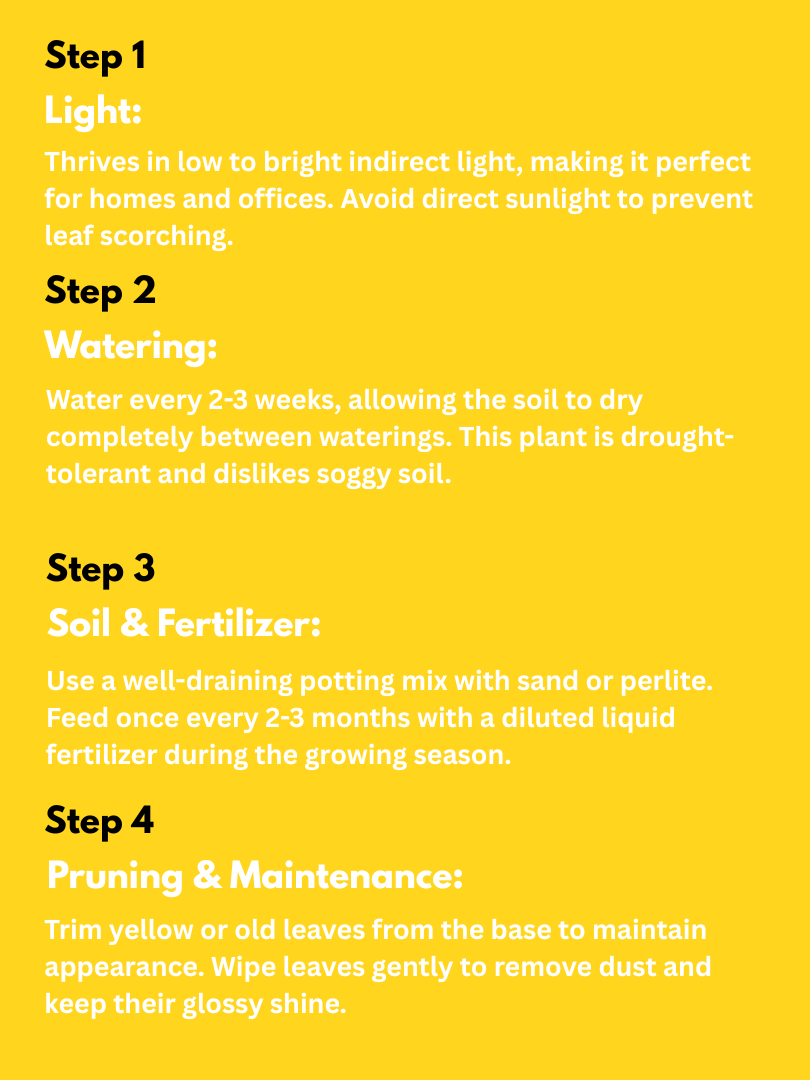 ZZ Plant - Zamioculcas zamiifolia (With Nursery Pot) - Image 4