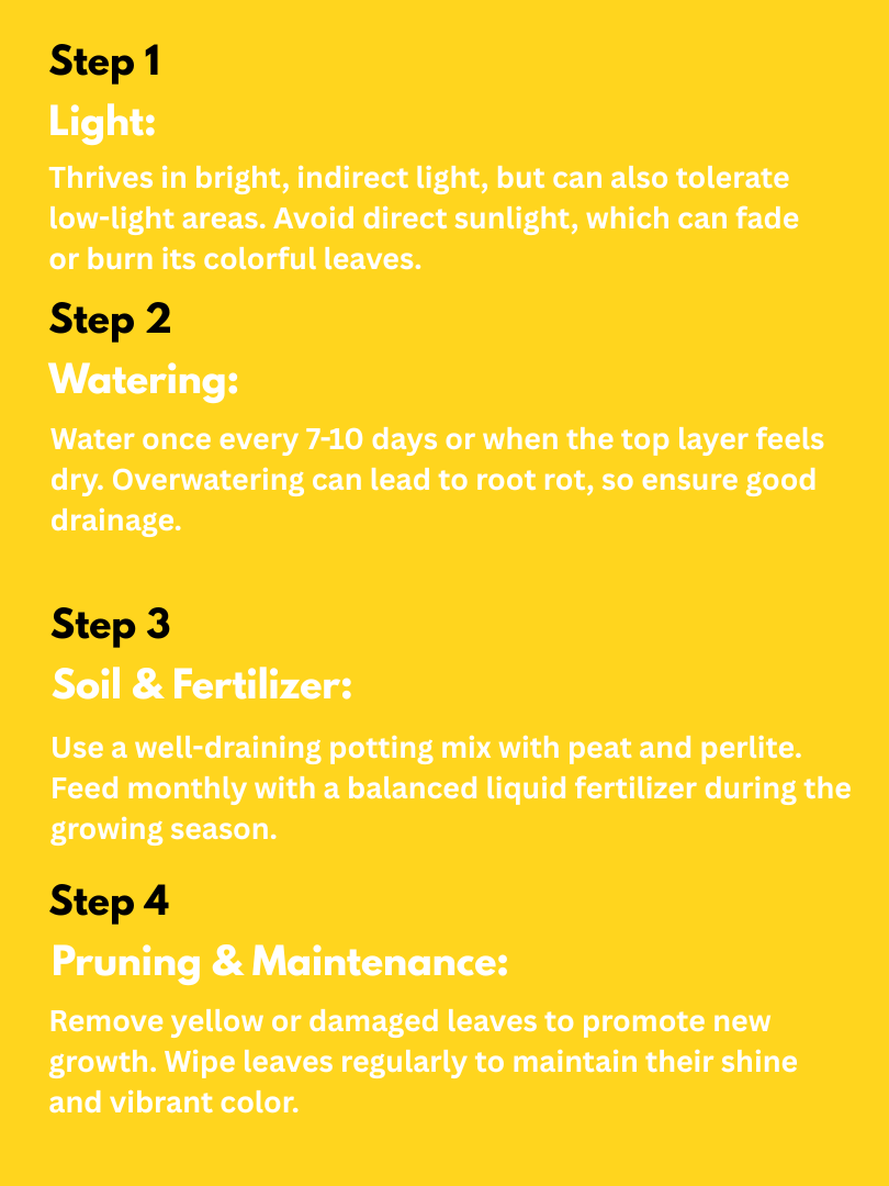 Aglaonema (Marun Beauty) (With Nursery Pot) - Image 4