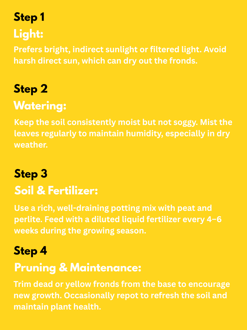 Boston Fern - Nephrolepis exaltata (With Nursery Pot) - Image 4