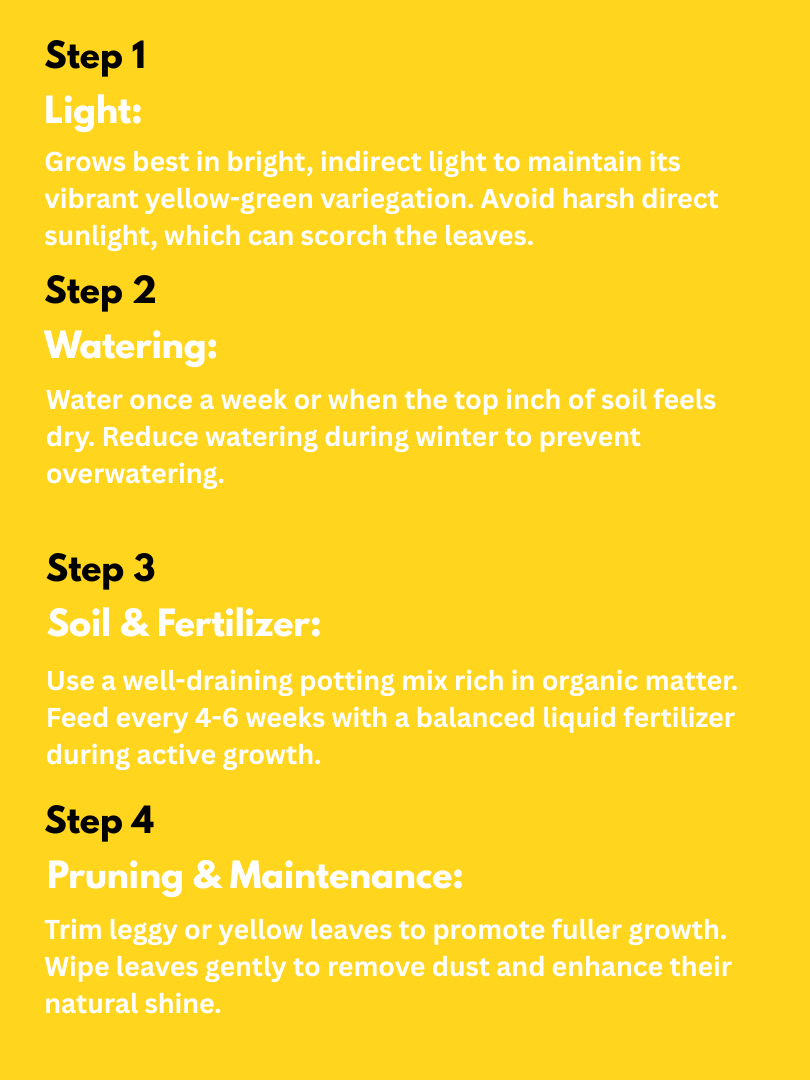 Philodendron Brasil - Philodendron hederaceum ‘Brasil’ (With Nursery Pot) - Image 4