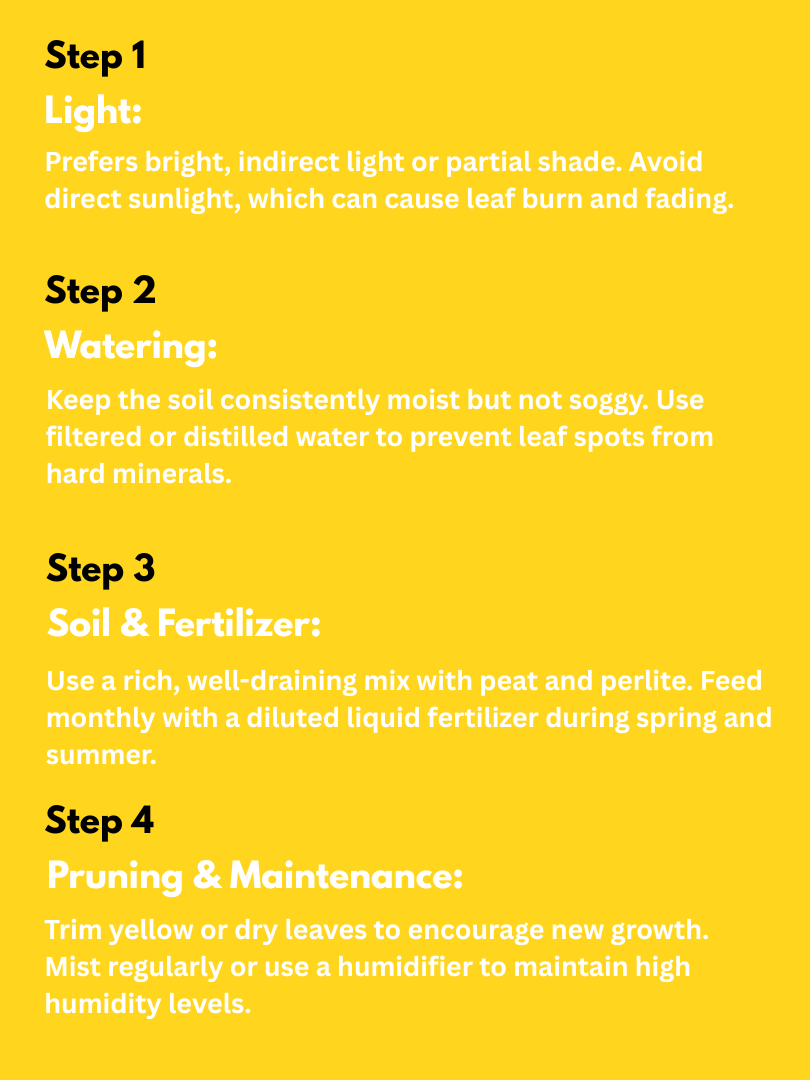 Calathea Orbifolia - Calathea orbifolia (With Nursery Pot) - Image 4