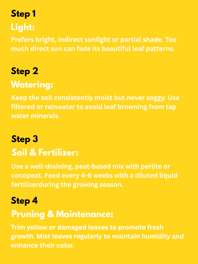 Maranta (Prayer Plant) - Maranta leuconeura (With Nursery Pot) - Image 4