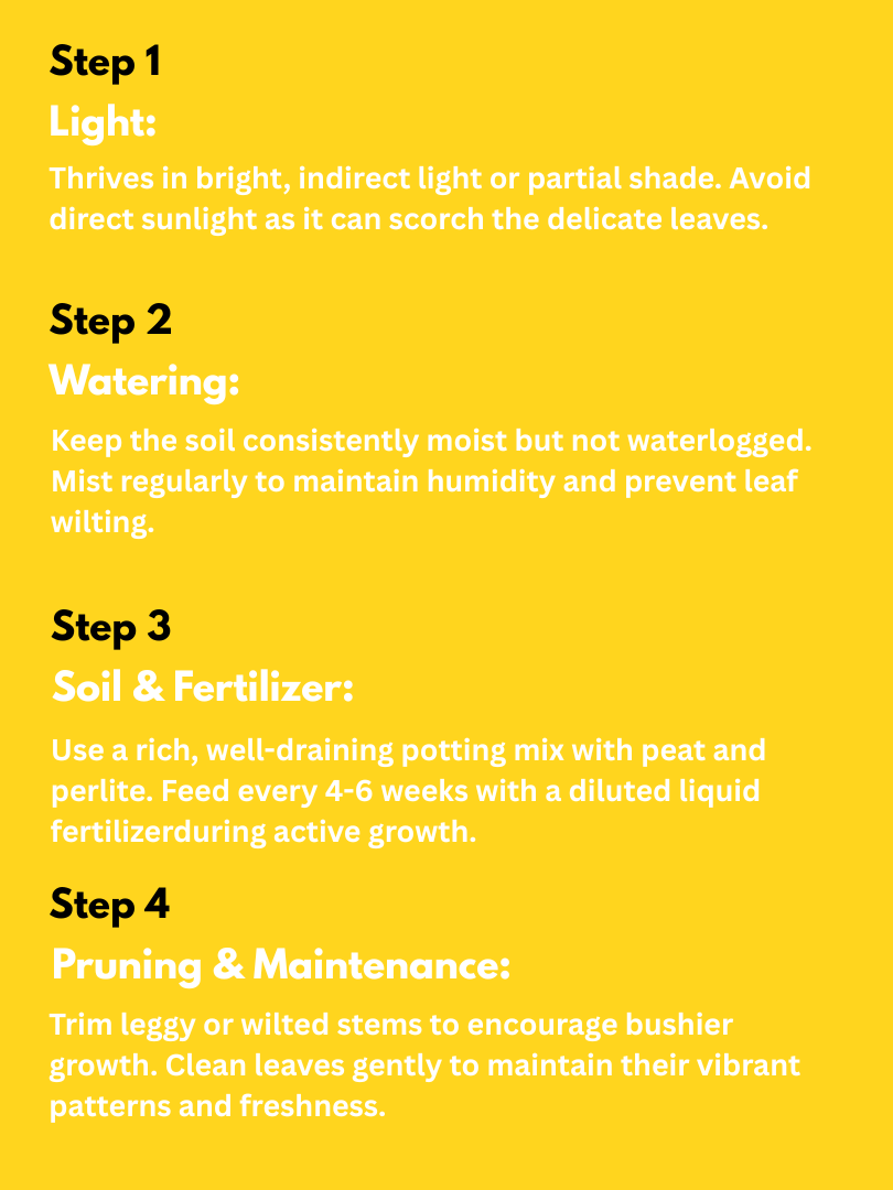 Nerve Plant - Fittonia albivenis (With Nursery Pot) - Image 4