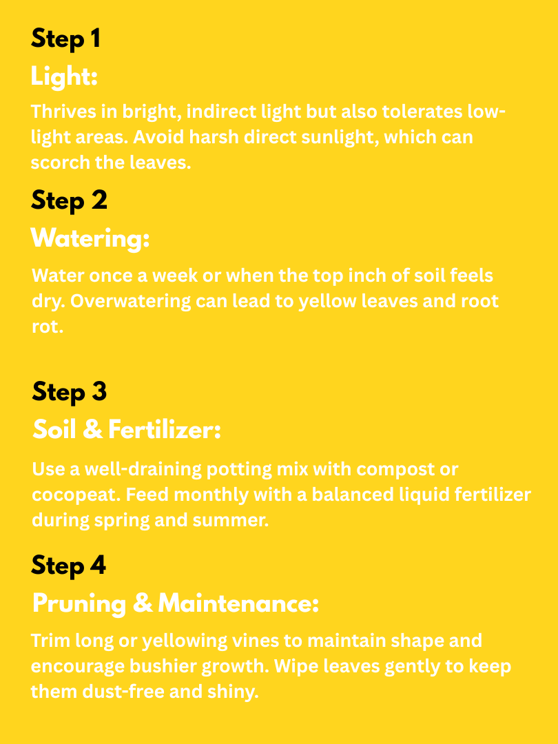 Money Plant - Scindapsus Aureus (With Nursery Pot) - Image 4