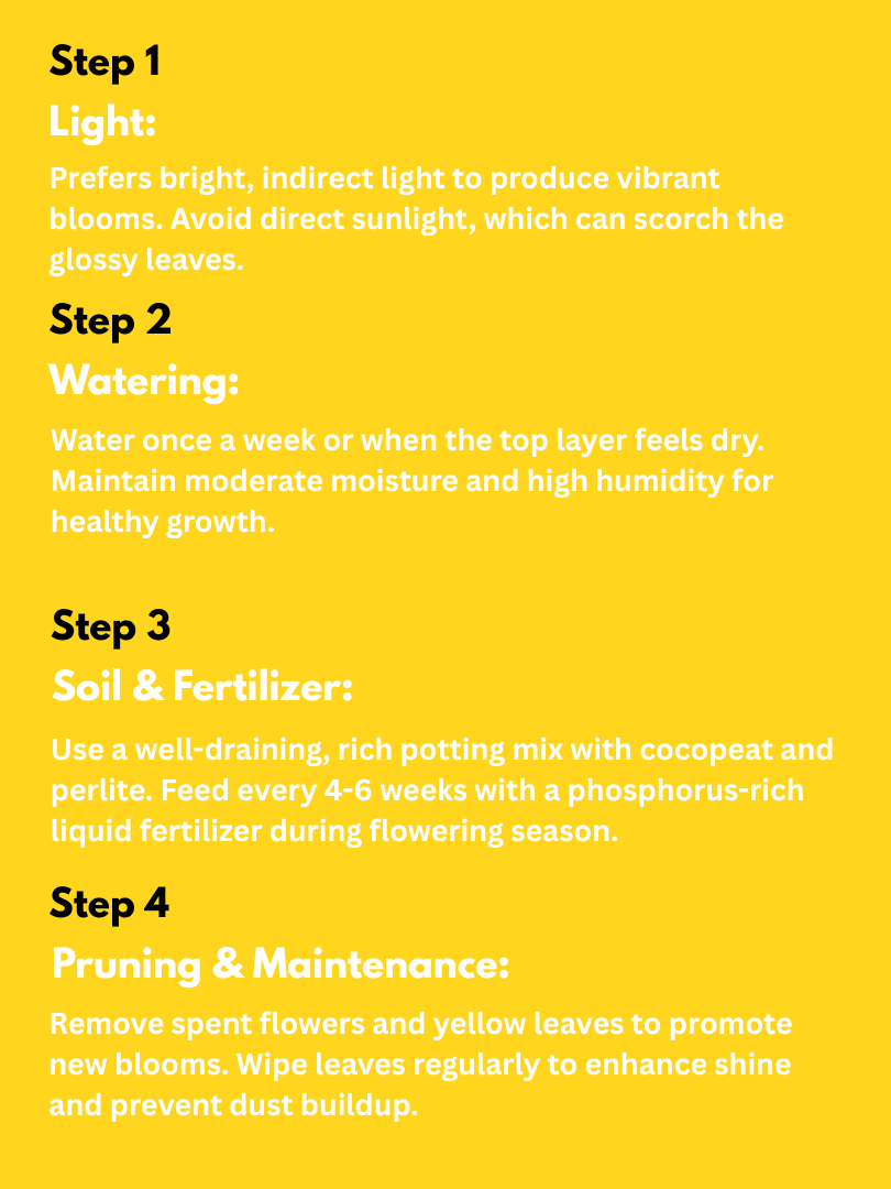 Flamingo Flower - Anthurium andraeanum (With Nursery Pot) - Image 4