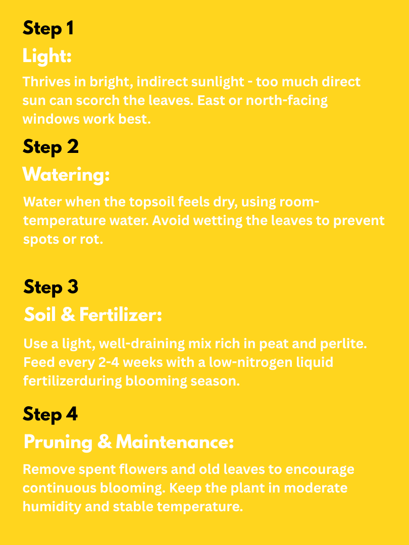 African Violet - Saintpaulia ionantha (With Nursery Pot) - Image 4