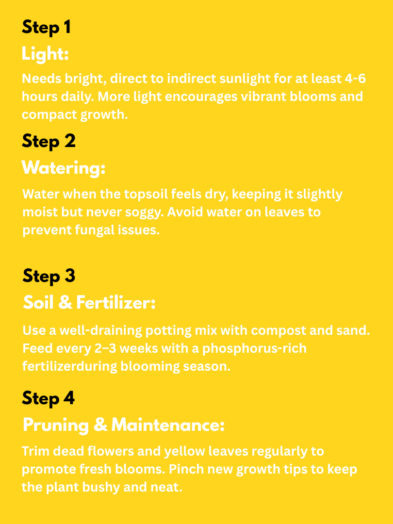 Geranium - Pelargonium spp. (With Nursery Pot) - Image 4