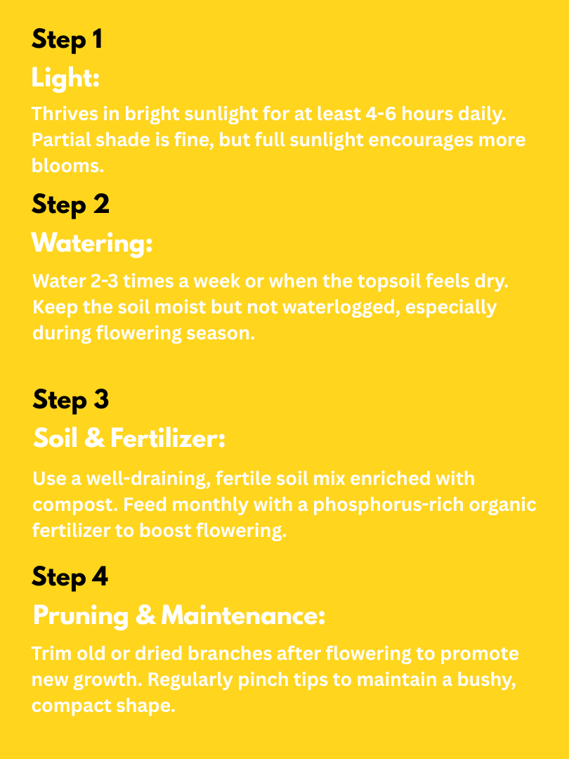 Mogra Plant - Jasminum sambac (With Nursery Pot) - Image 4