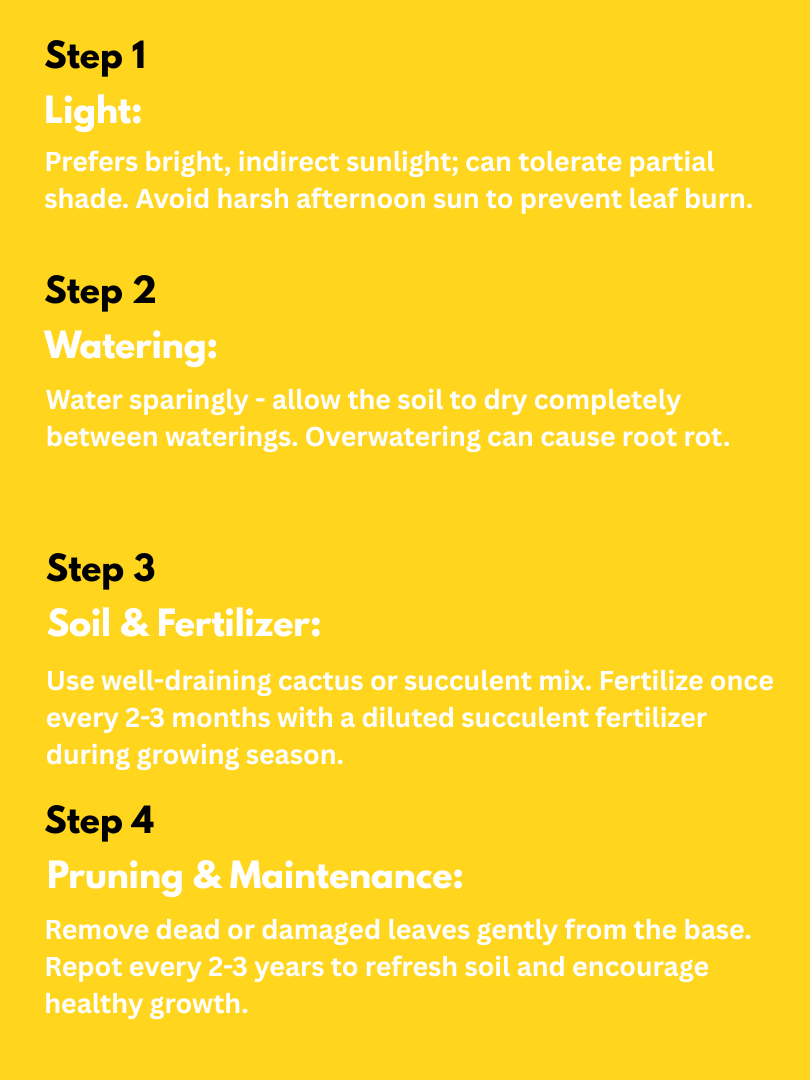 Gasteria (succulent) - Gasteria spp. (With Nursery Pot) - Image 4