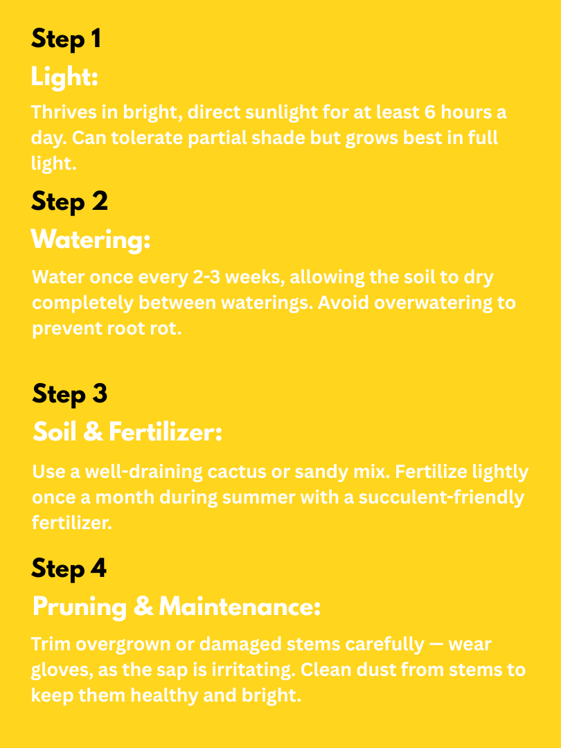 Pencil cactus - Euphorbia tirucalli (With Nursery Pot) - Image 4