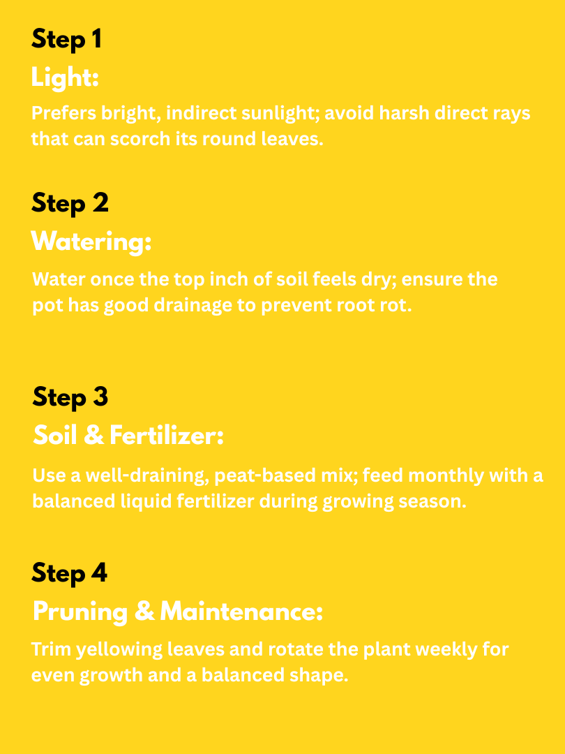 Chinese Money Plant - Pilea peperomioides (With Nursery Pot) - Image 4