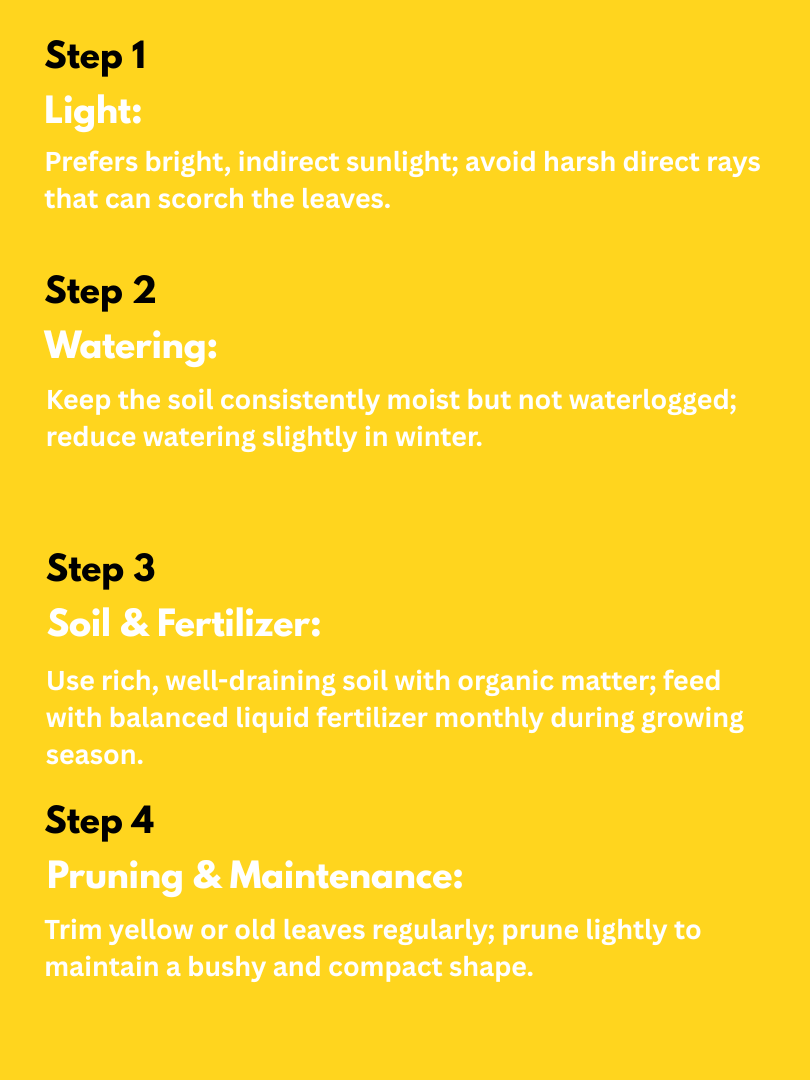 Coffee Plant - Coffea arabica (With Nursery Pot) - Image 4