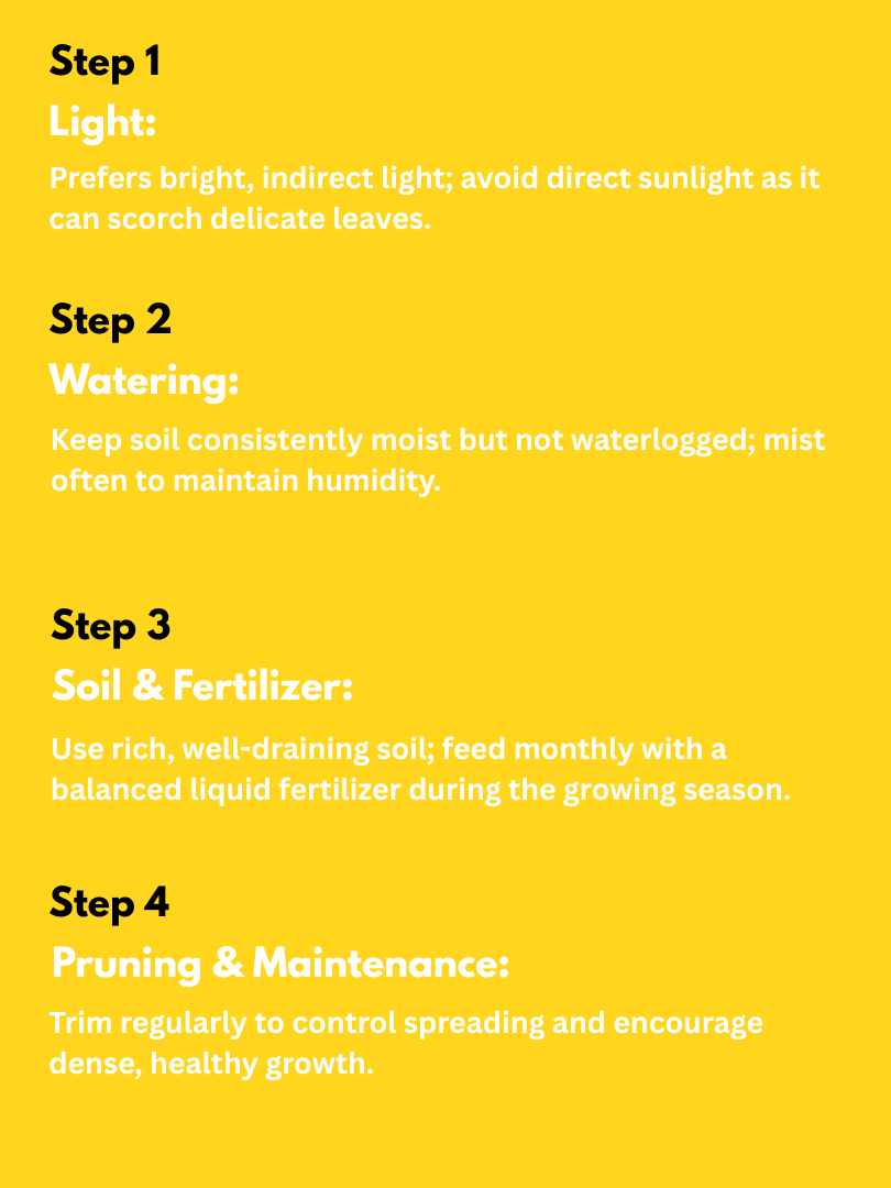 Baby’s Tears - Soleirolia soleirolii (With Nursery Pot) - Image 4