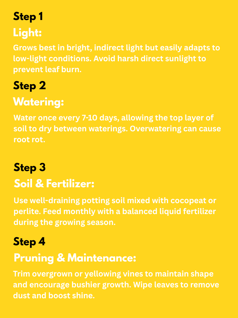 Money Plant / Devil’s Ivy - Epipremnum aureum (With Nursery Pot) - Image 4