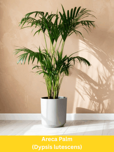 Areca Palm - Dypsis lutescens