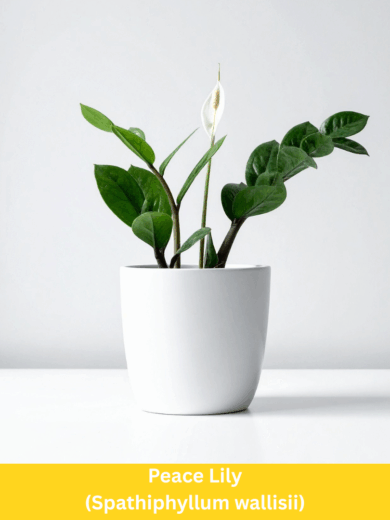 Peace Lily - Spathiphyllum wallisii