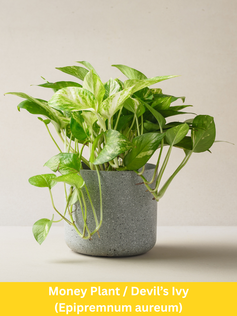 Money Plant / Devil’s Ivy - Epipremnum aureum