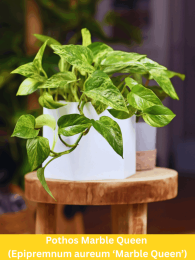 Pothos Marble Queen – Epipremnum aureum ‘Marble Queen’