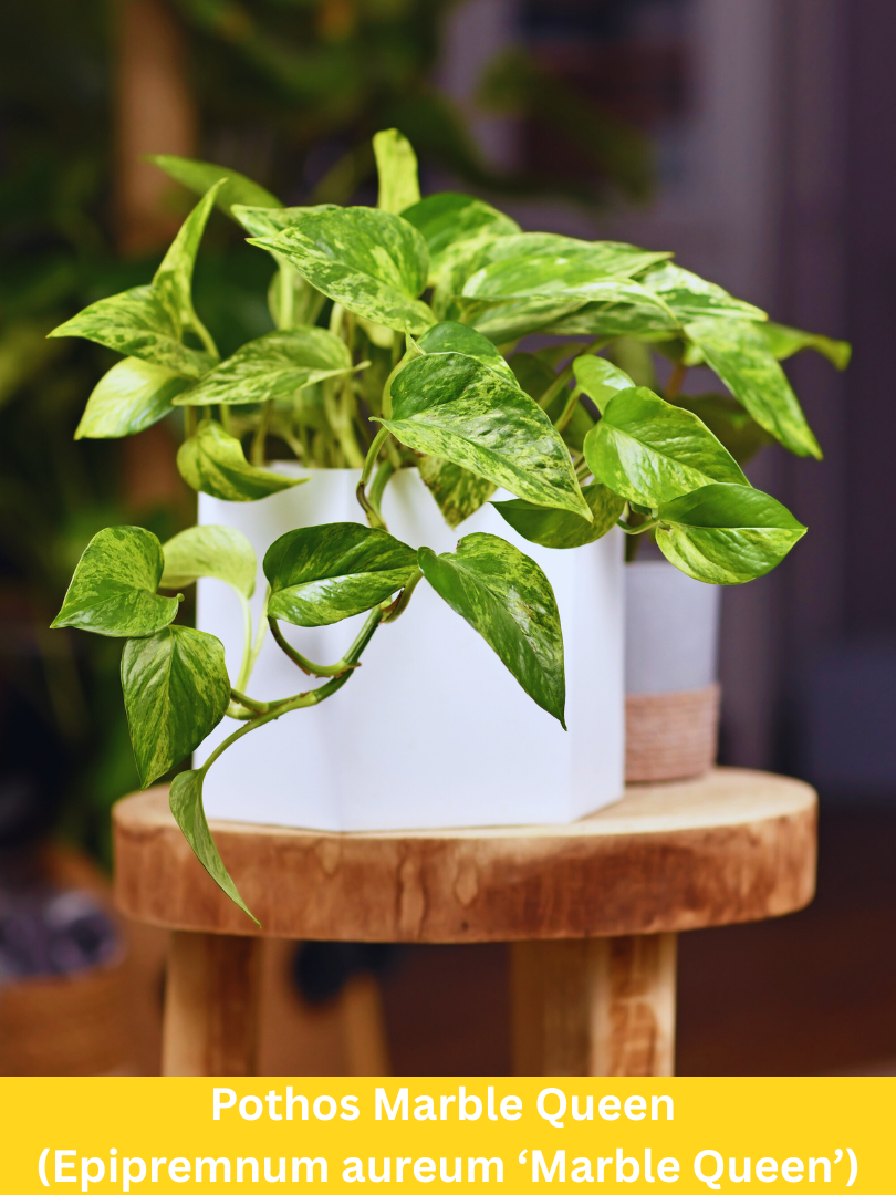 Pothos Marble Queen – Epipremnum aureum ‘Marble Queen’