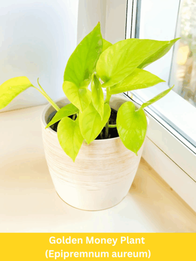 Golden Money Plant (Epipremnum aureum)
