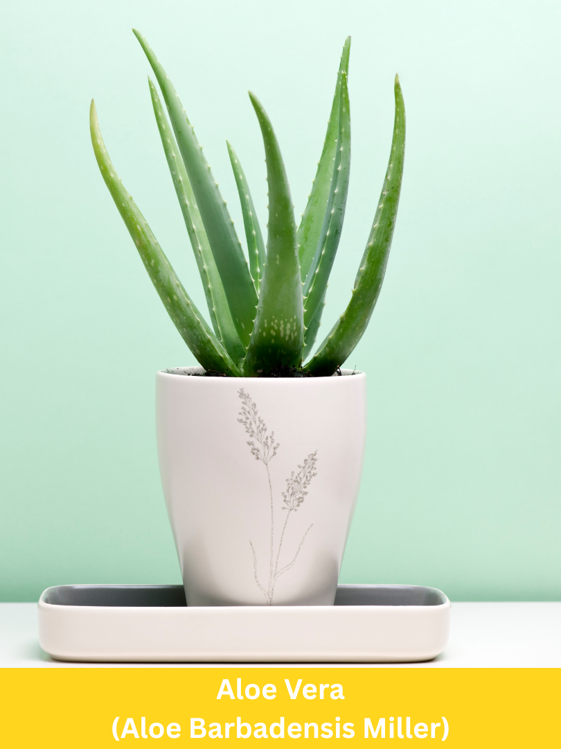 Aloe Vera - Aloe Barbadensis Miller