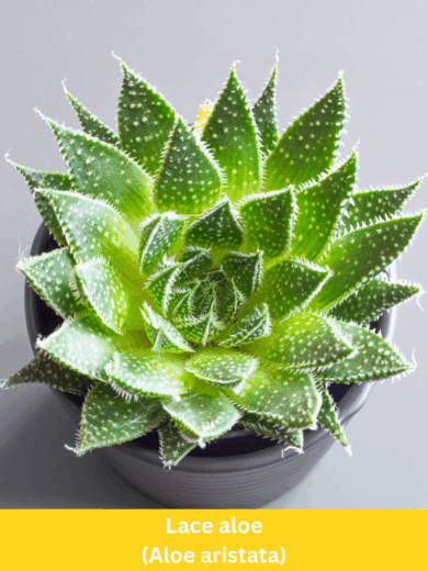 Lace aloe - Aloe aristata