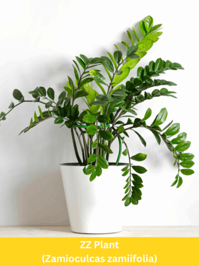 ZZ Plant - Zamioculcas zamiifolia