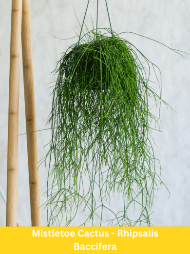 Mistletoe Cactus - Rhipsalis Baccifera