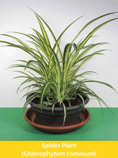 Spider Plant - Chlorophytum comosum