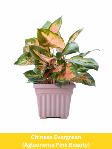 Chinese Evergreen - Aglaonema Pink Beauty