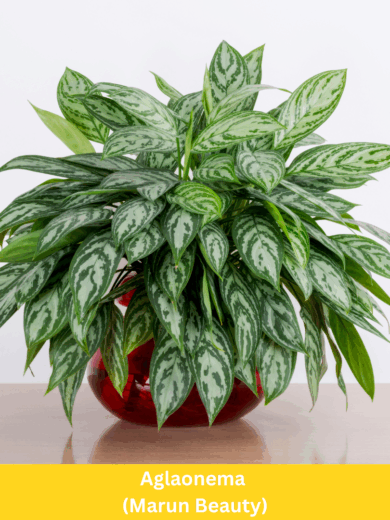 Aglaonema (Marun Beauty)