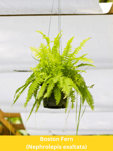 Boston Fern - Nephrolepis exaltata