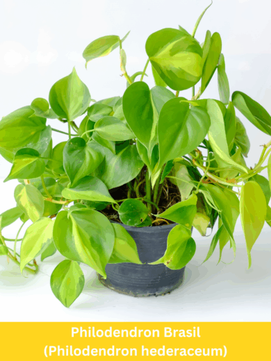 Philodendron Brasil - Philodendron hederaceum